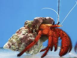 Crab: Red Hairy Hermit; Mex.