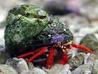 Crab: Scarlett Hermit; Pac.