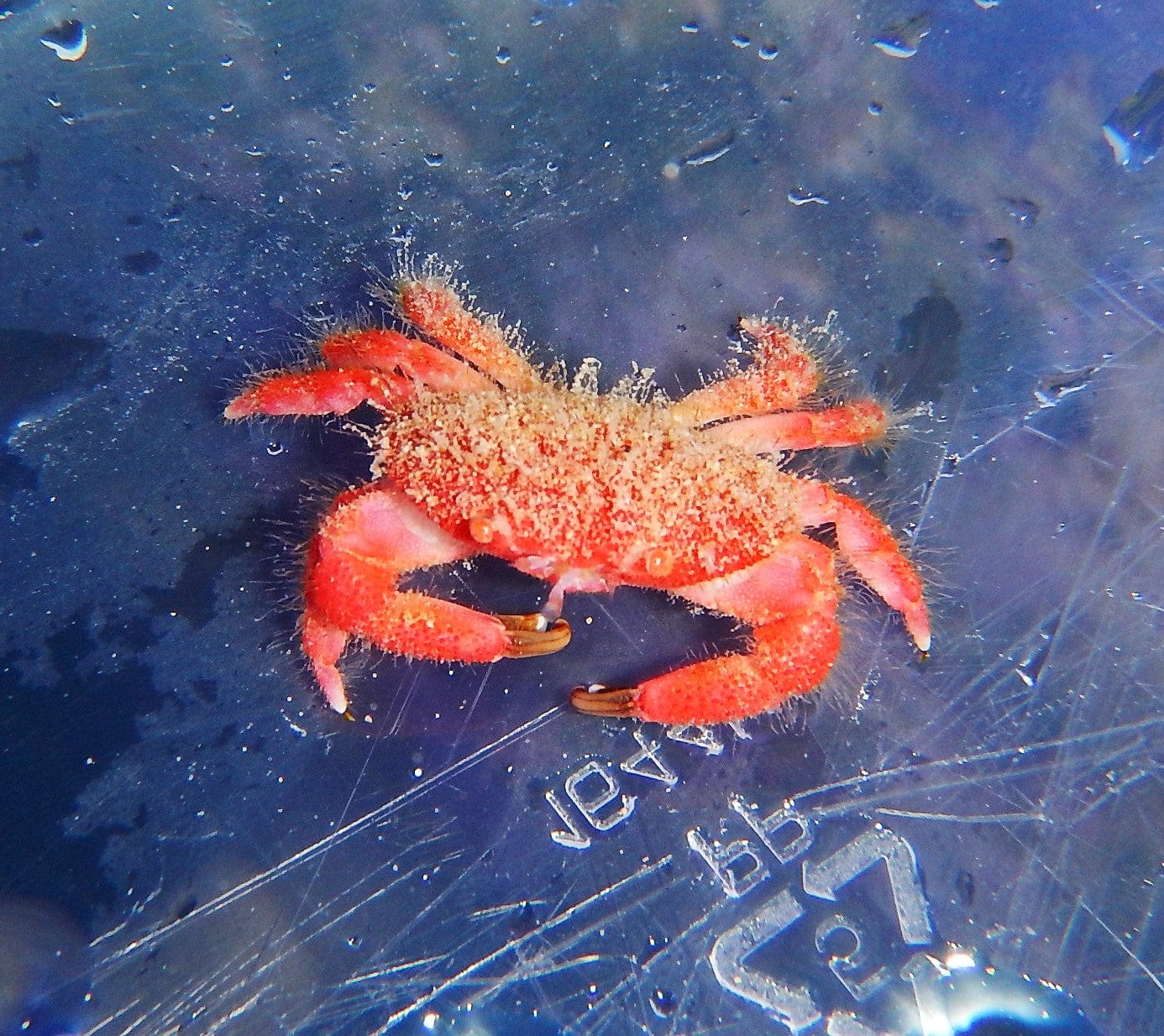 Crab: Strawberry; Haw.