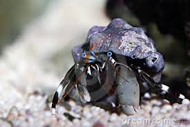 Crab: Zebra Reef Hermit; Haw.