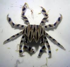 Crab: Zebra Thorn