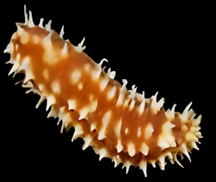 Cucumber: Tiger Tail; Mar.