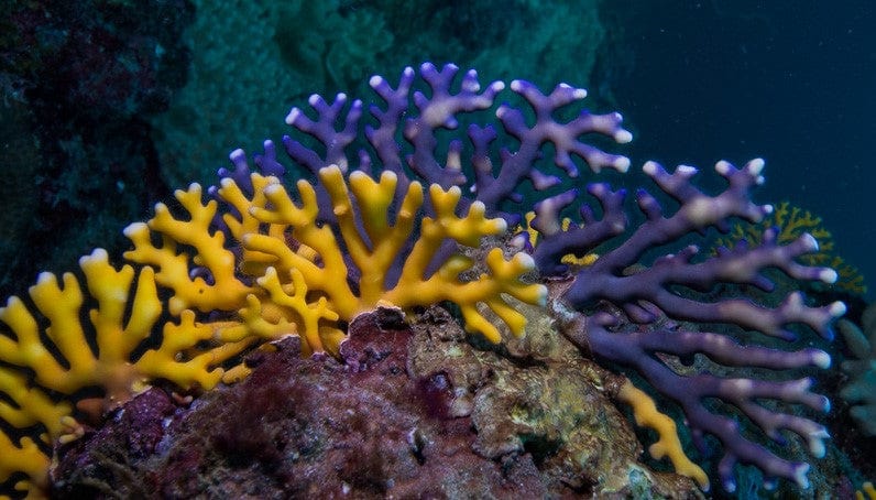 Misc. Coral: Distichopora; Col