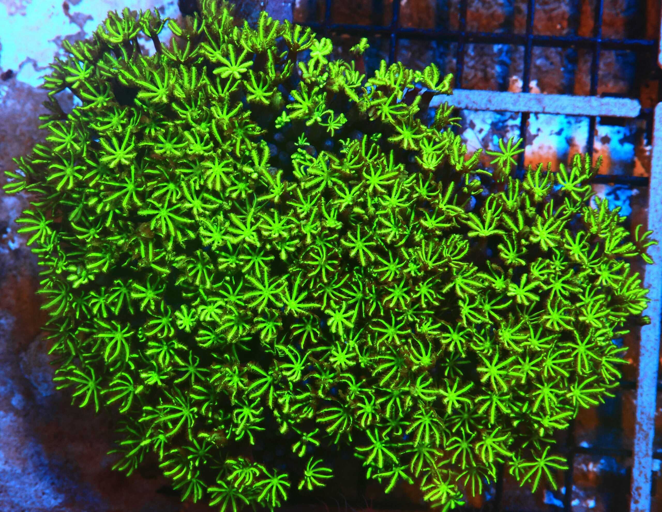 Misc. Coral: Organ Pipe; Green