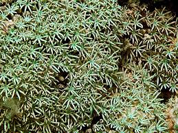 Misc. Coral: Organ Pipe; Green