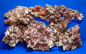 Rock: Fiji Live; Totoka