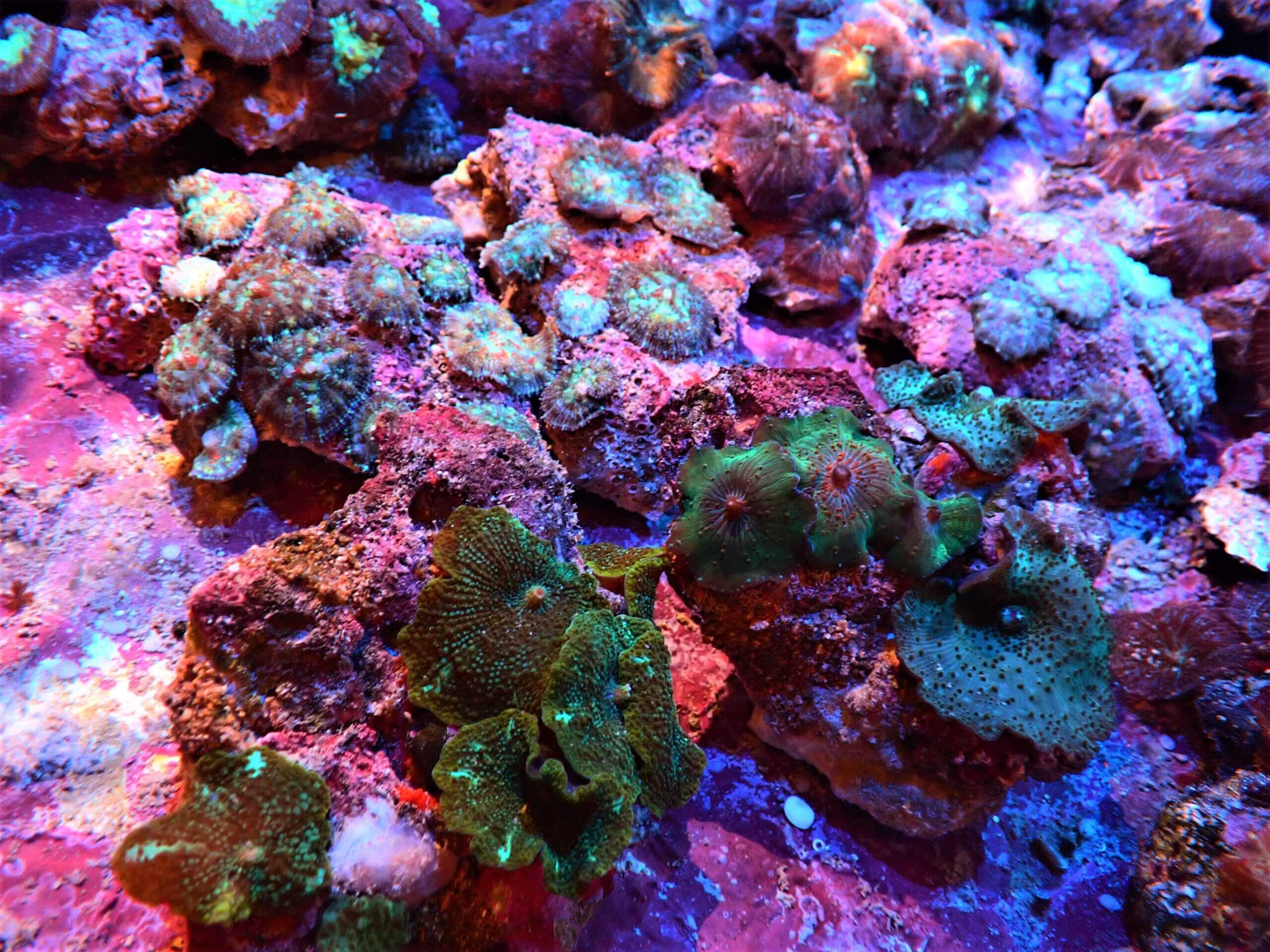 Mushroom: Asst. Color