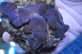 Mushroom: Blue / Purple