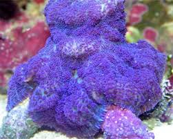 Mushroom: Blue/Purp Rhodac;Super