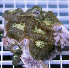 Mushroom: Bullseye; Color