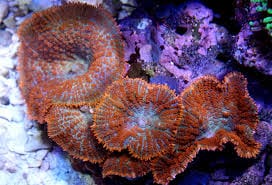 Mushroom: Bullseye; Red