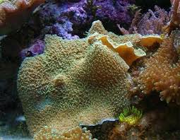 Mushroom: Elephant Ear