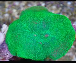 Mushroom: Elephant Ear; Green Super