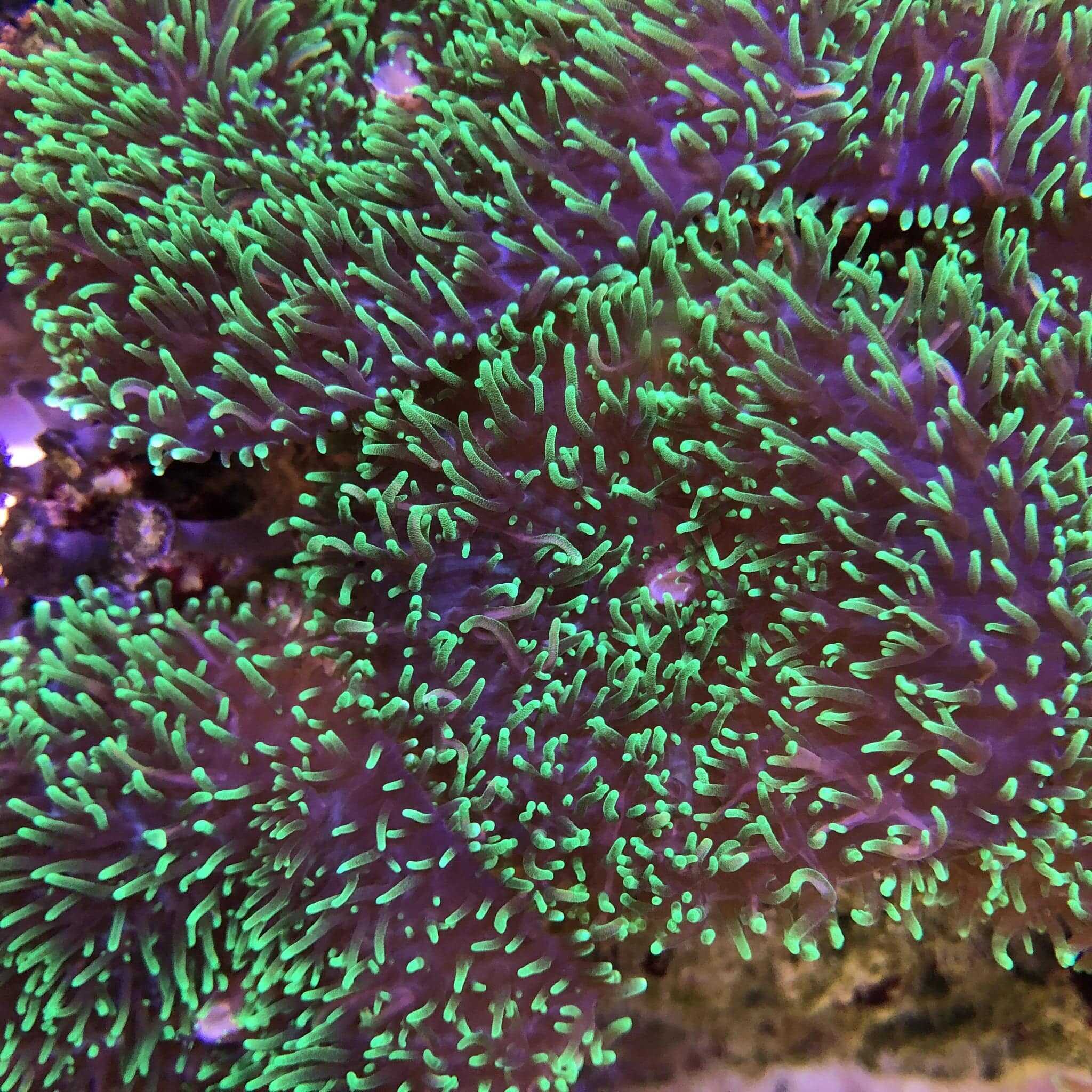 Mushroom: Frilly; Green