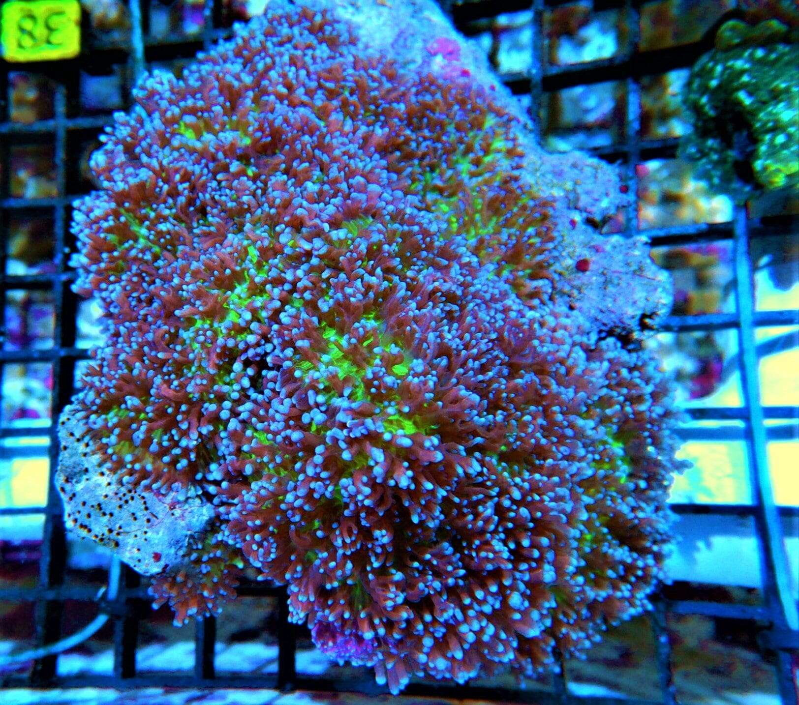 Mushroom: Frilly; Purple