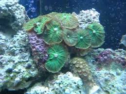 Mushroom: Green; Single Polyp