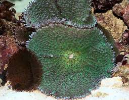 Mushroom: Metallic; Green