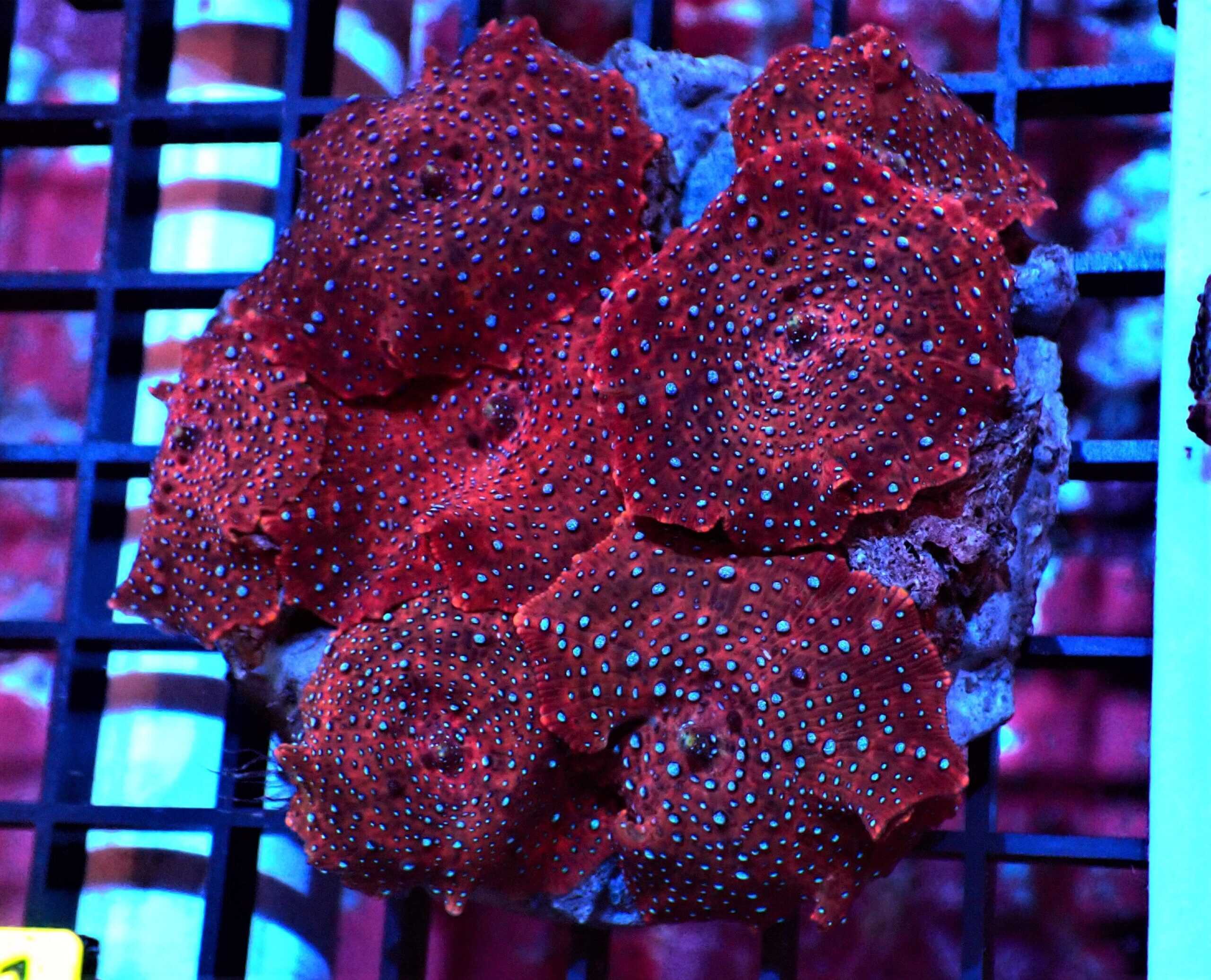 Mushroom: Pimpled; Super