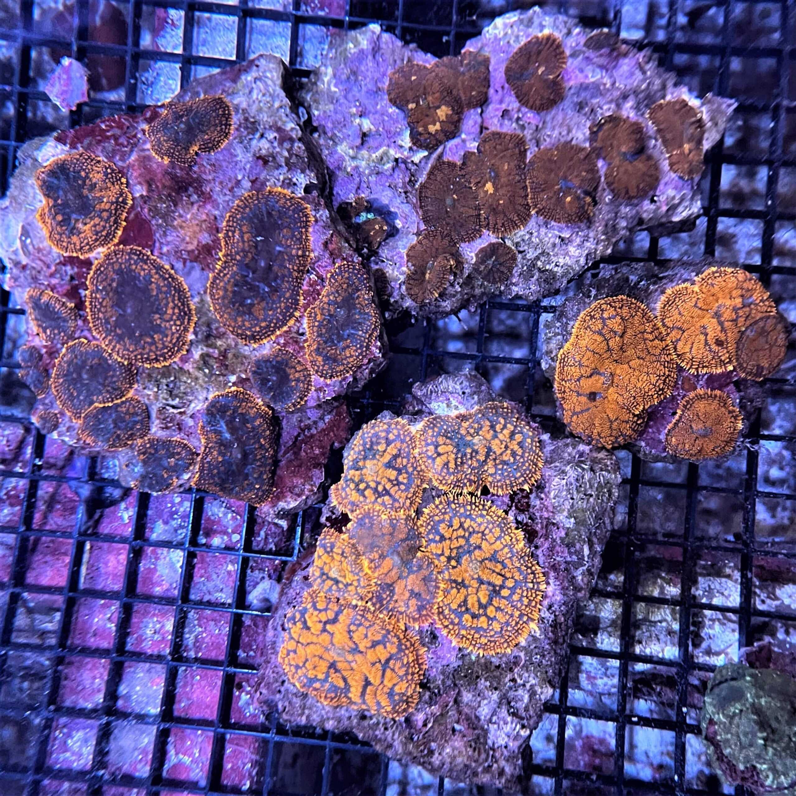 Mushroom: Red/Or Rhodactis; Super