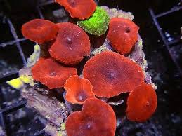 Mushroom: Red; Super