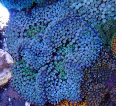 Mushroom: Ricordea; Blue (singl