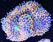 Mushroom: Ricordea; Red/Or. Super