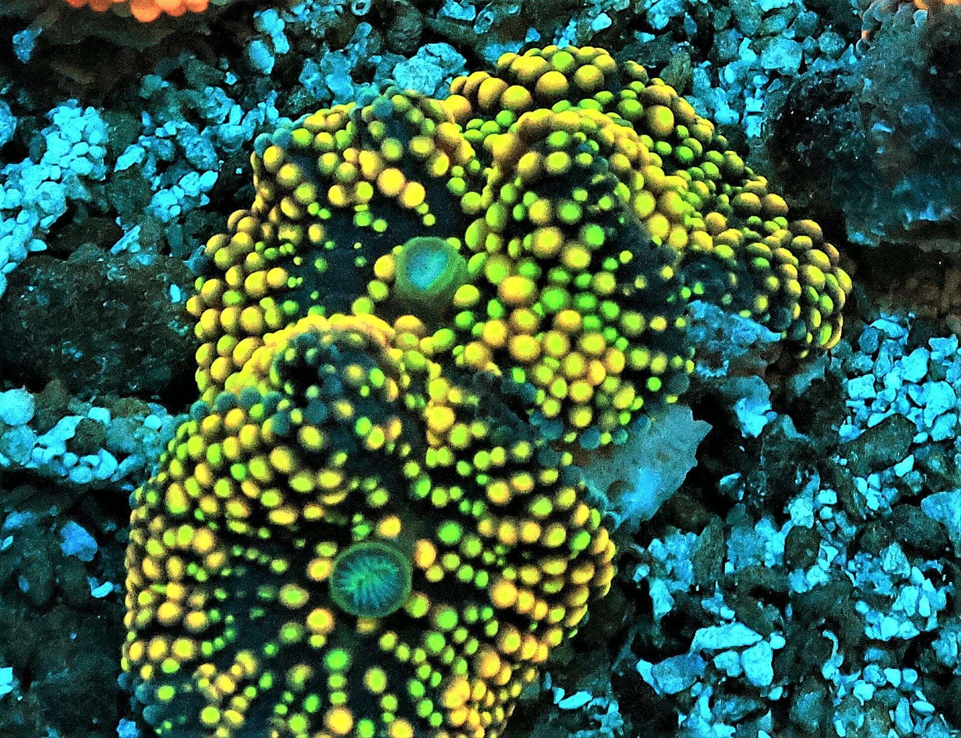 Mushroom: Ricordea - Red/Orange Super