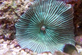 Mushroom: Striped; Green