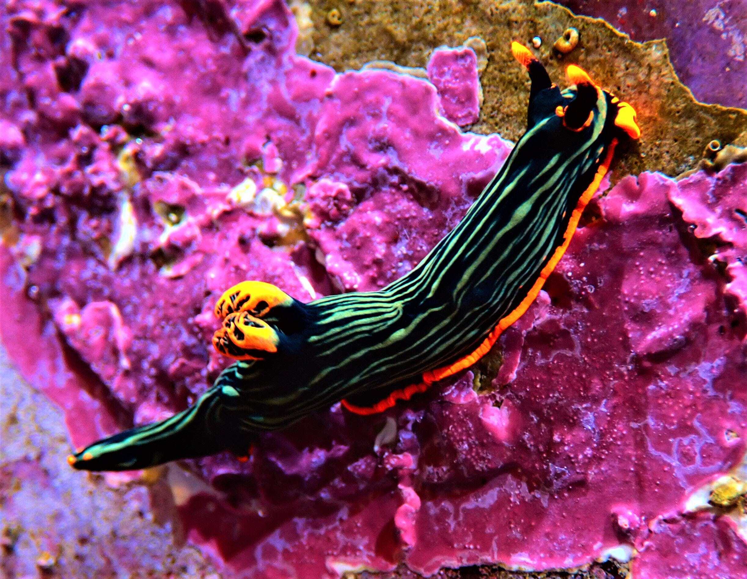 Nudi: Assorted Sea Slug