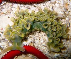 Nudi: Green Frilly(Lettuce)Slug; Pac