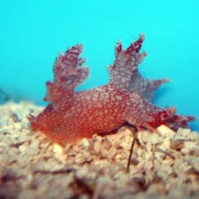 Nudi: Orange Dragon Slug