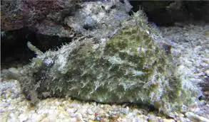 Nudi: Sea Hare; Pygmy