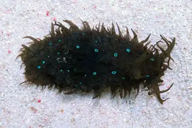 Nudi: Sea Hare; Blue Spot