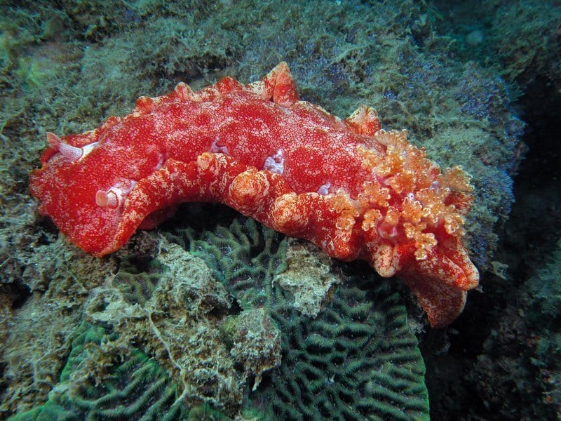 Nudi: Spanish Dancer