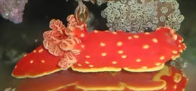 Nudi: Strawberry Slug