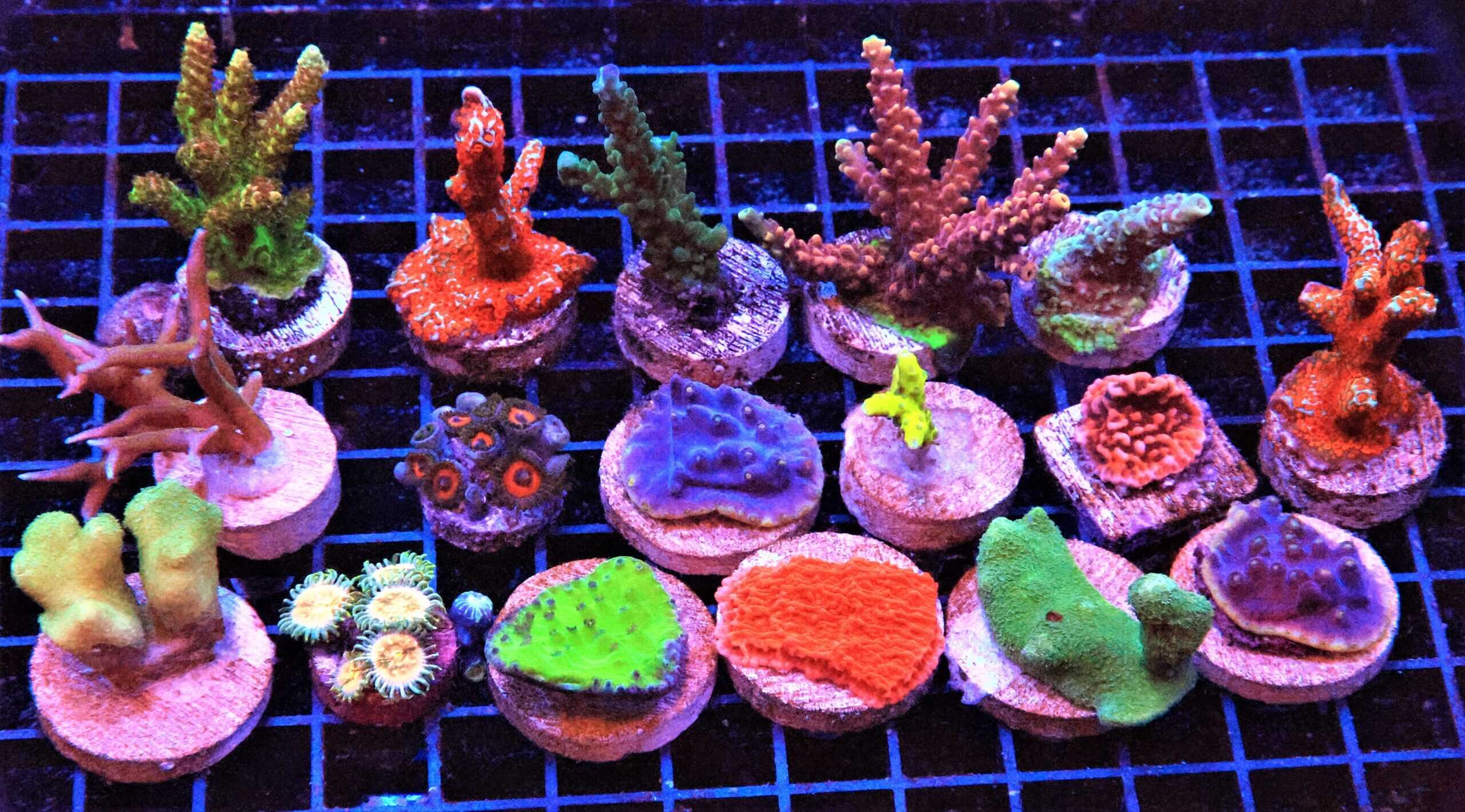 Pack: Cultured Coral Frag