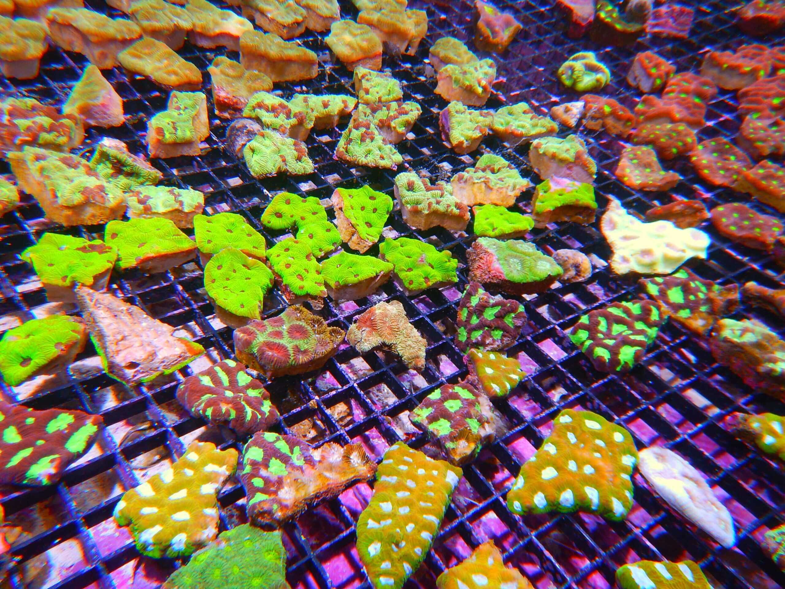 Pack: Nano Coral Pack Hard; Au