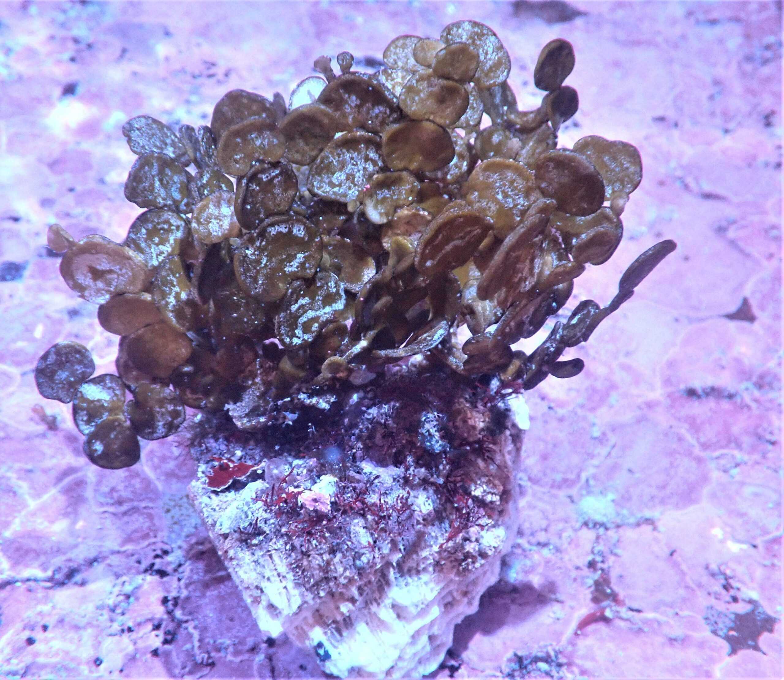 Plant: Halimeda; Rock