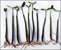 Plant: Mangrove Red w/ lvs/rts