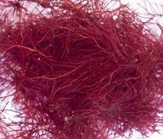 Plant: Ogo Pack; Single Serv