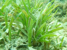 Plant: Sea Grass Rock; Green