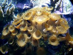 Polyp: Button (Palythoa)