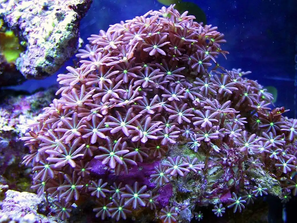 Polyp: Clove (Daisy); Green