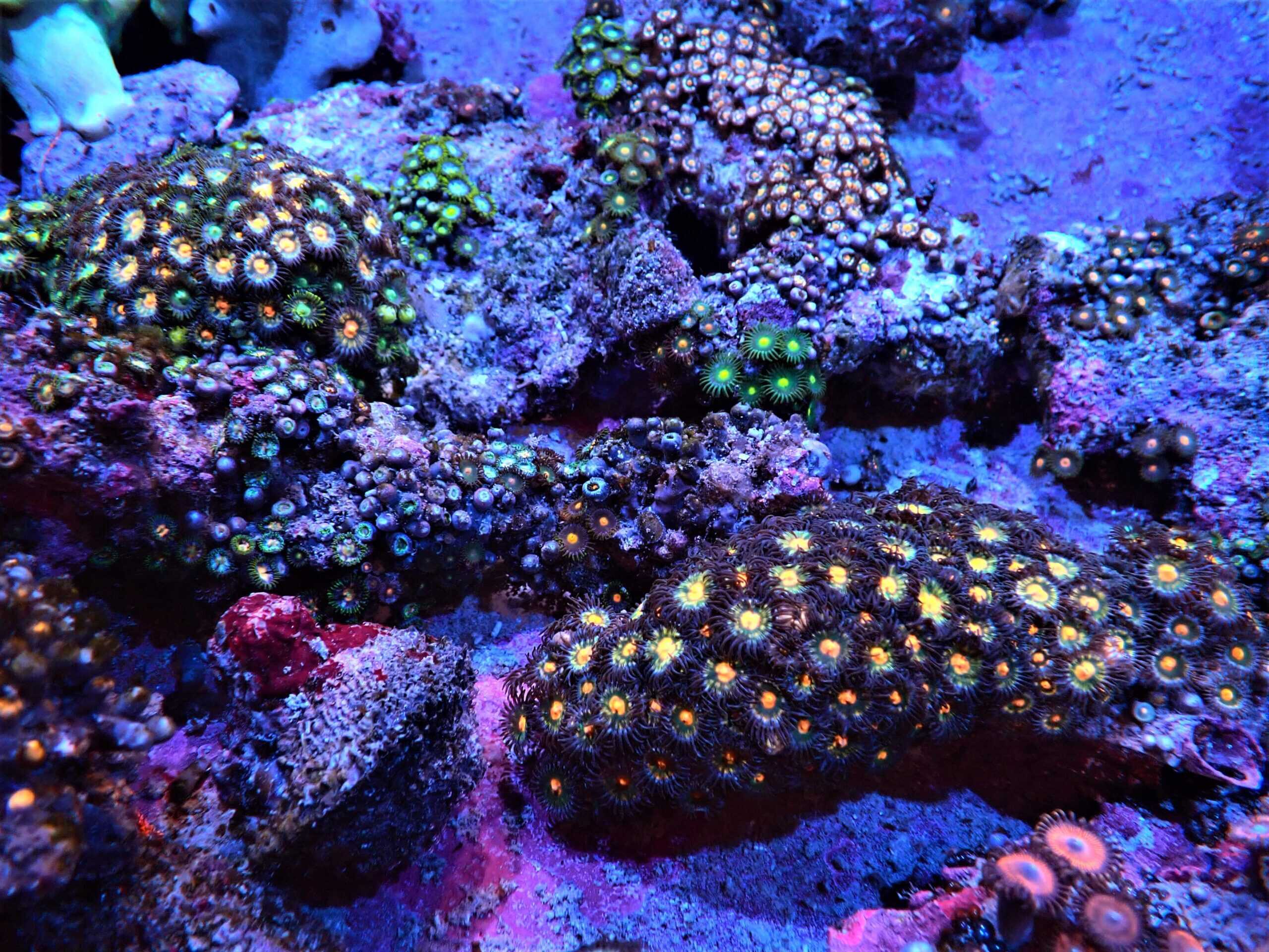 Polyp: Colony Rock; Color (Zoa