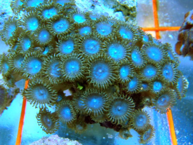 Polyp: Colony Rock (Zoanthid);