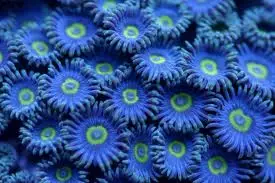 Polyp: Colony Rock (Zoa); Blue