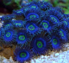 Polyp: Colony Rock; Blue Horne