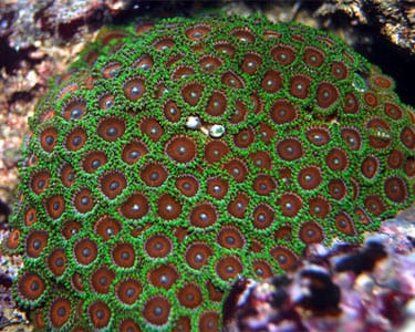Polyp: Colony Rock (Zoa); Eagl
