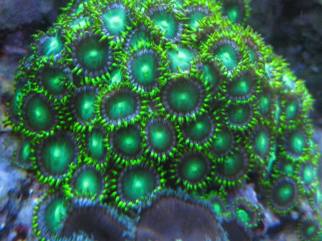 Polyp: Colony Rock (Zoa); Gree