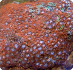 Polyp: Colony Rock (Zoanthid); Orange